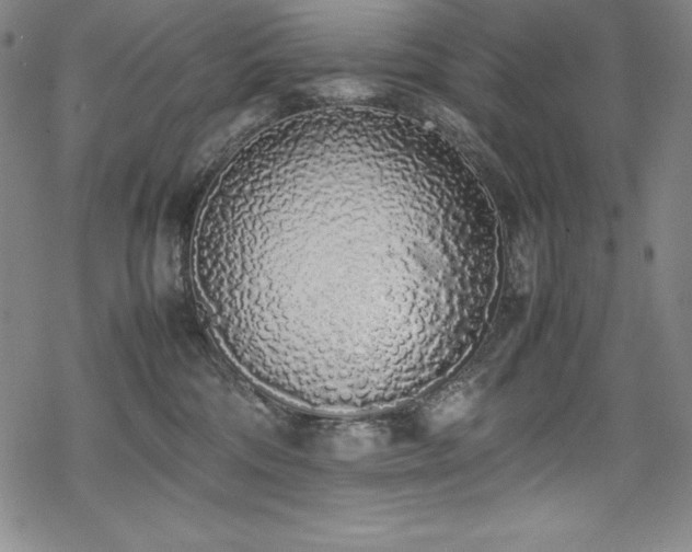 X0000069390330200605121217