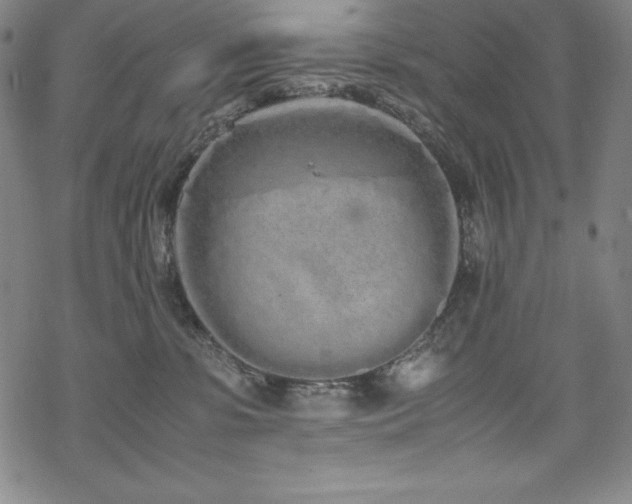 X0000069390331200605121217