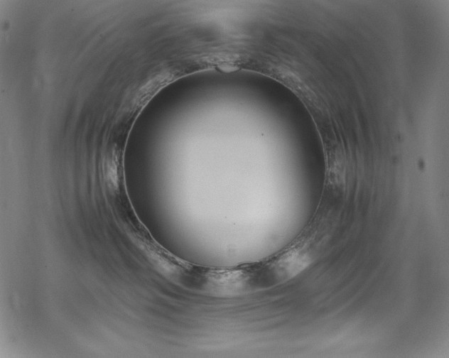 X0000069390334200605121217