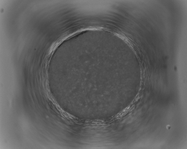 X0000069390337200605121217