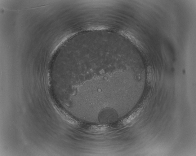 X0000069390351200605121217