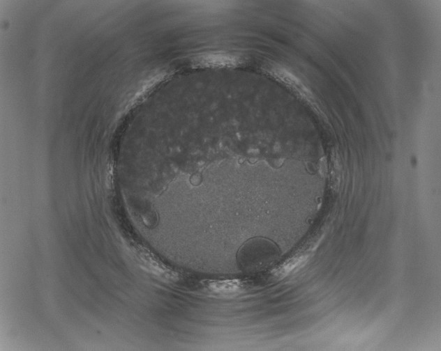 X0000069390355200605121217