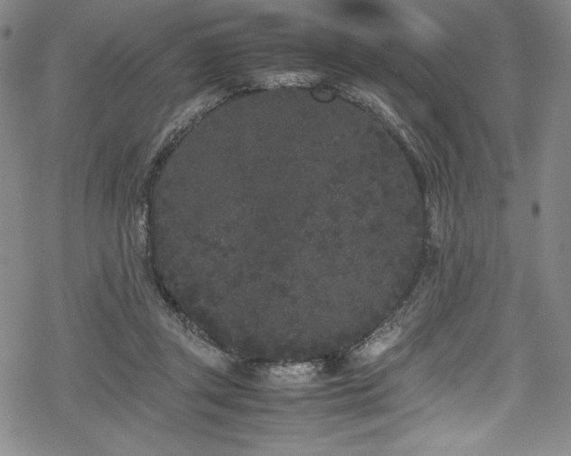 X0000069390357200605121217