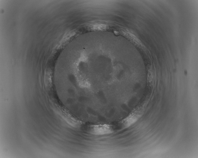 X0000069390363200605121217