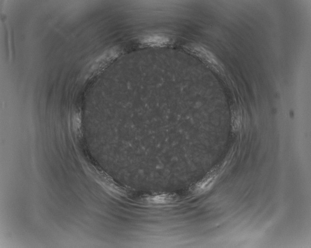 X0000069390365200605121217