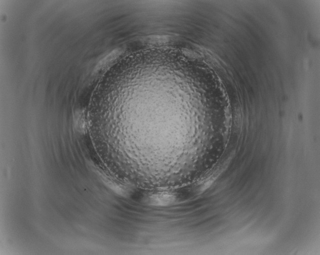 X0000069390383200605121217