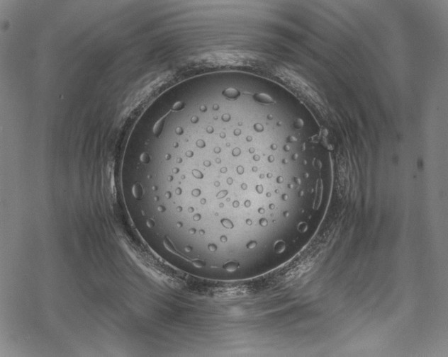 X0000069390398200605121216