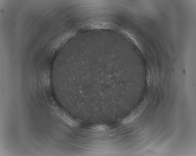 X0000069390402200605121216