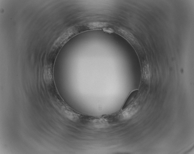 X0000069390426200605121216