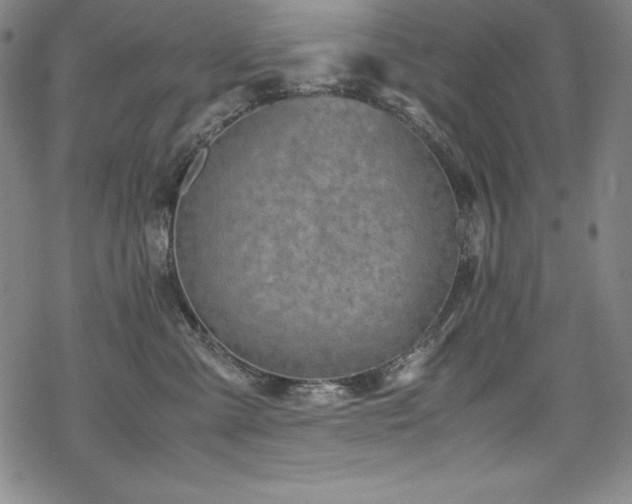 X0000069390427200605121216