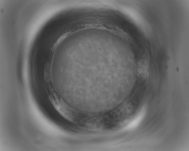 X0000069390431200605121216