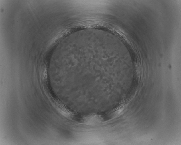 X0000069390499200605121215