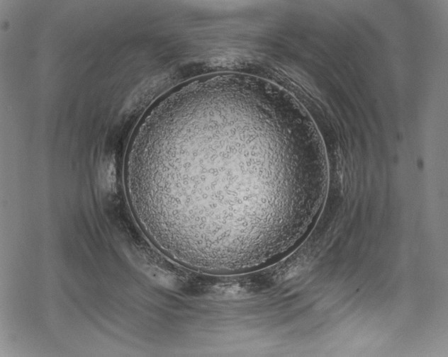 X0000069390502200605121215