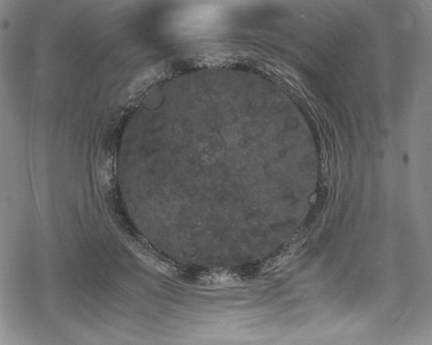 X0000069390503200605121215