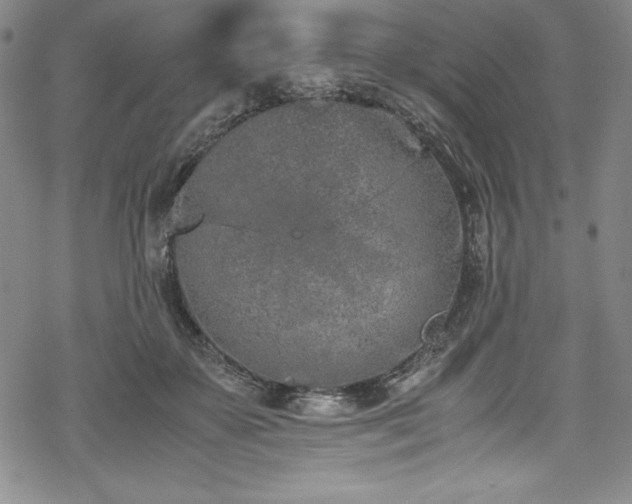 X0000069390507200605121214