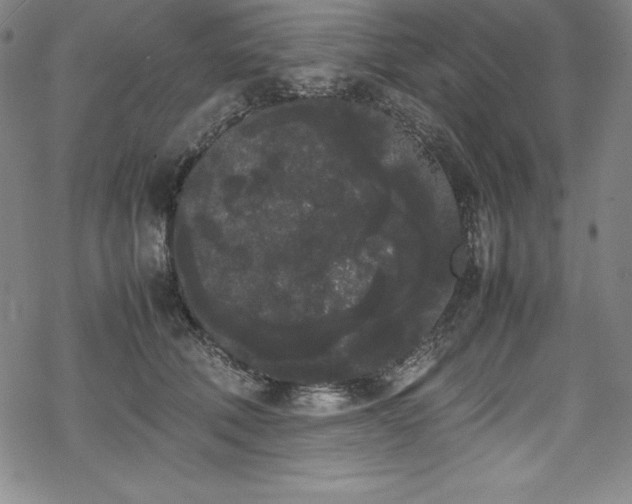 X0000069390610200605121213