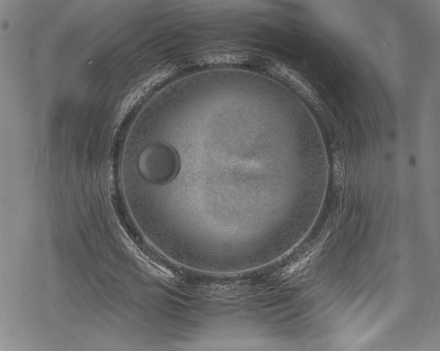 X0000069390725200605121210