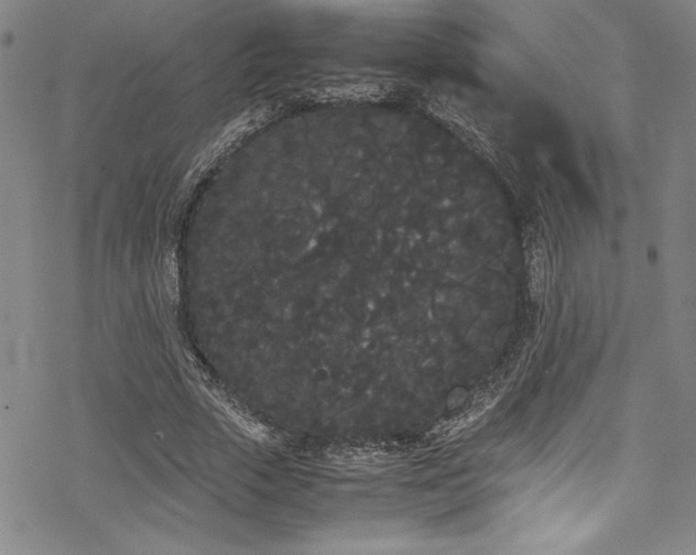 X0000069390729200605121210