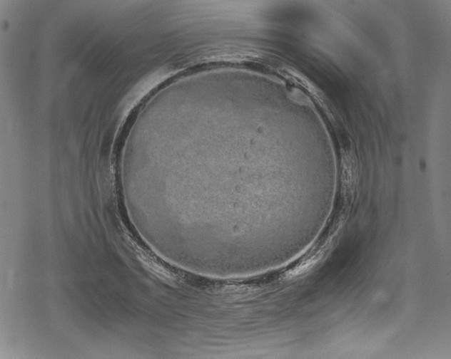 X0000069390779200605121210