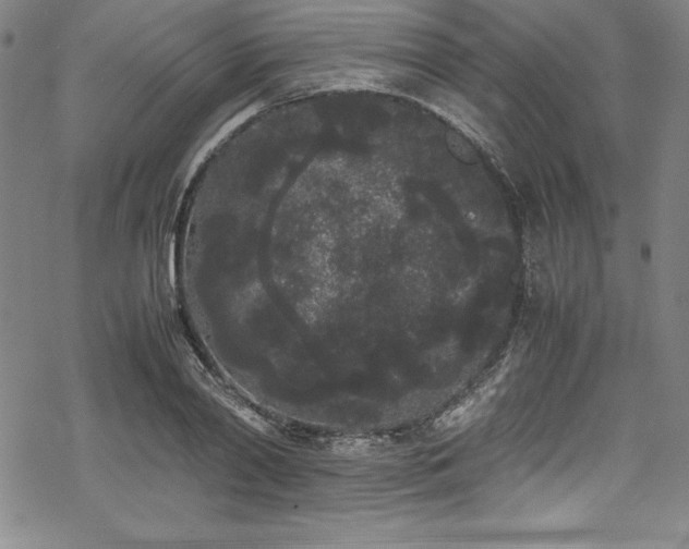 X0000069390790200605121210