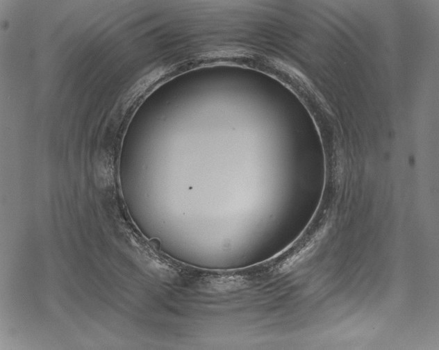 X0000069390833200605121209