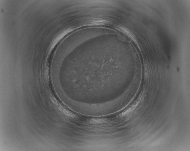 X0000069390835200605121209