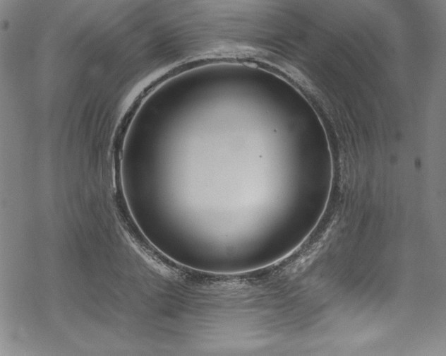 X0000069390838200605121209