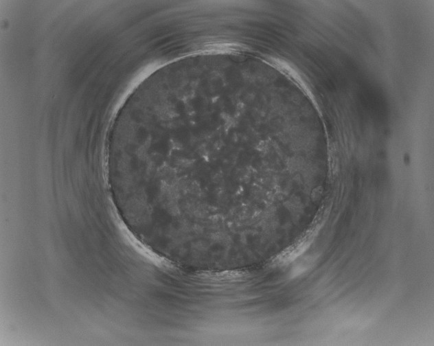 X0000069390851200605121209