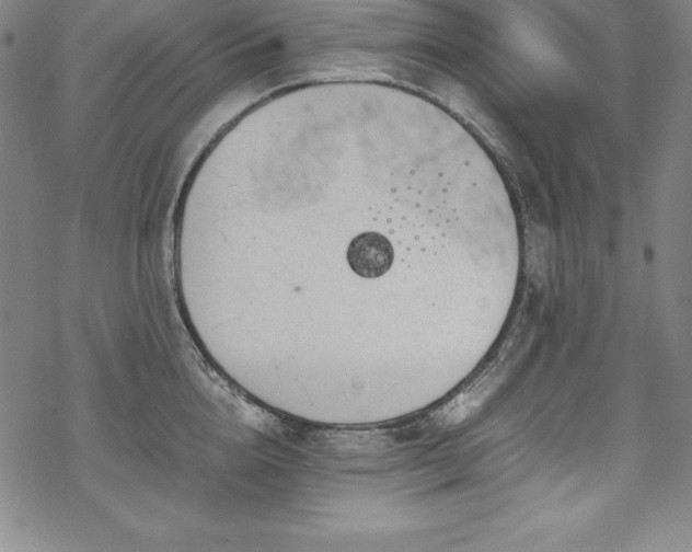 X0000069390856200605121209