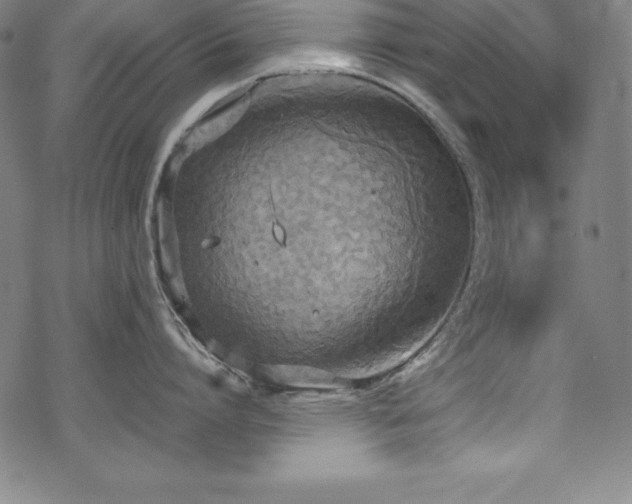 X0000069390864200605121209