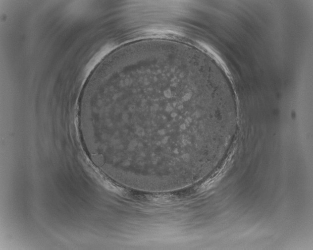 X0000069390899200605121208