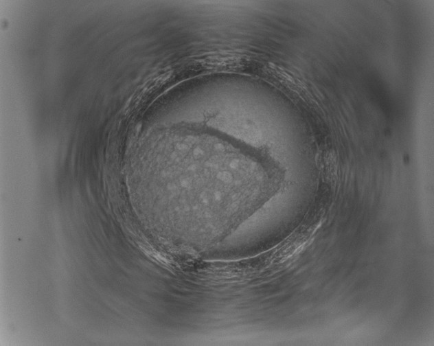 X0000069390913200605121207