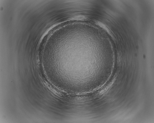 X0000069390923200605121207