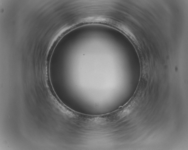 X0000069390992200605121206