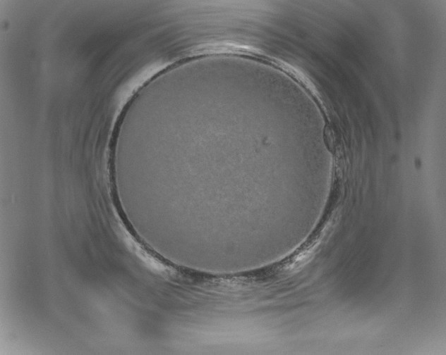 X0000069390995200605121206