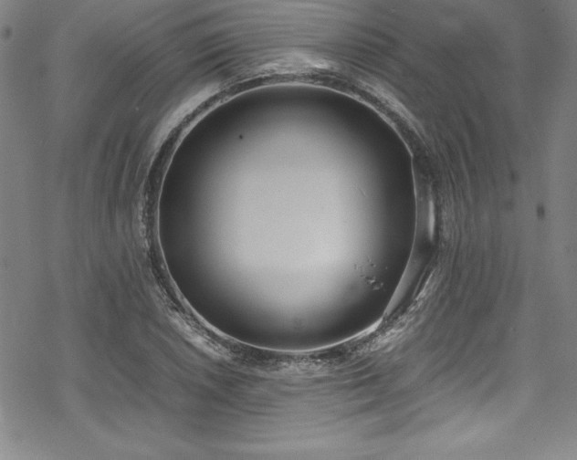 X0000069391026200605121206