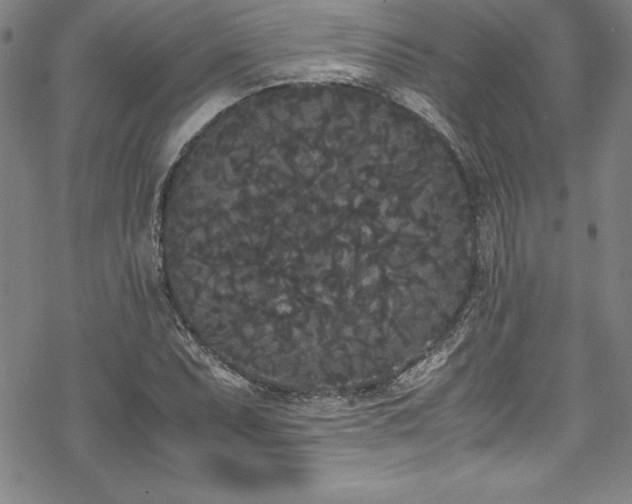 X0000069391071200605121205