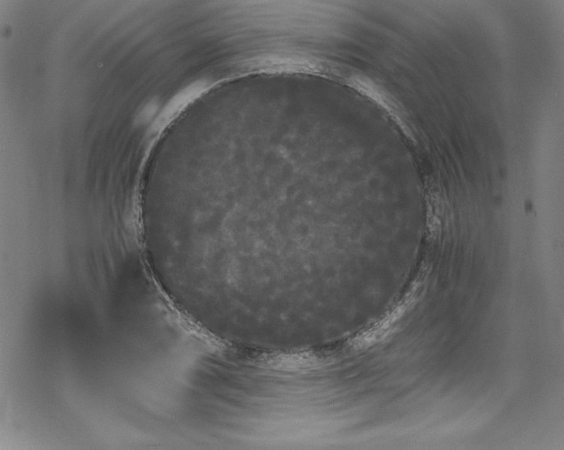 X0000069391074200605121205