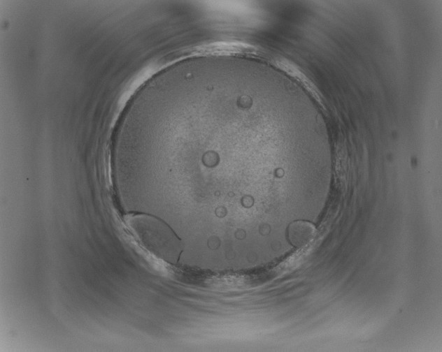 X0000069391083200605121205