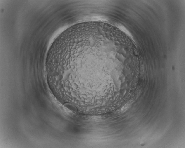 X0000069391088200605121205