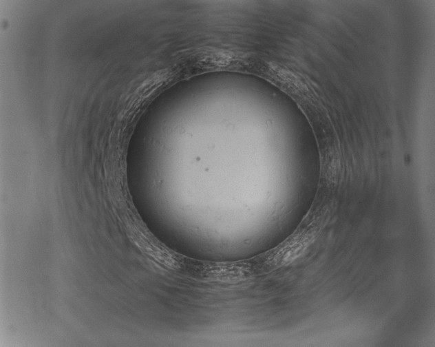 X0000069391105200605121204