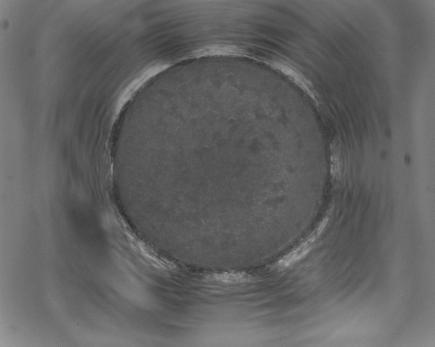 X0000069391117200605121204