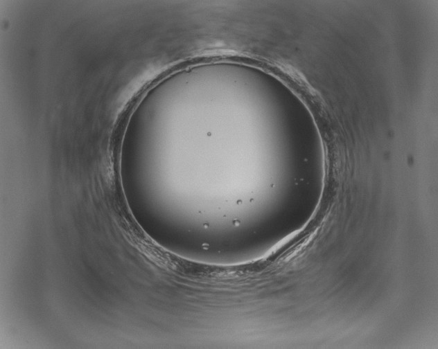 X0000069391167200605121204