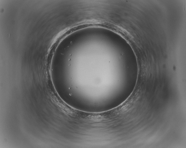 X0000069391168200605121204