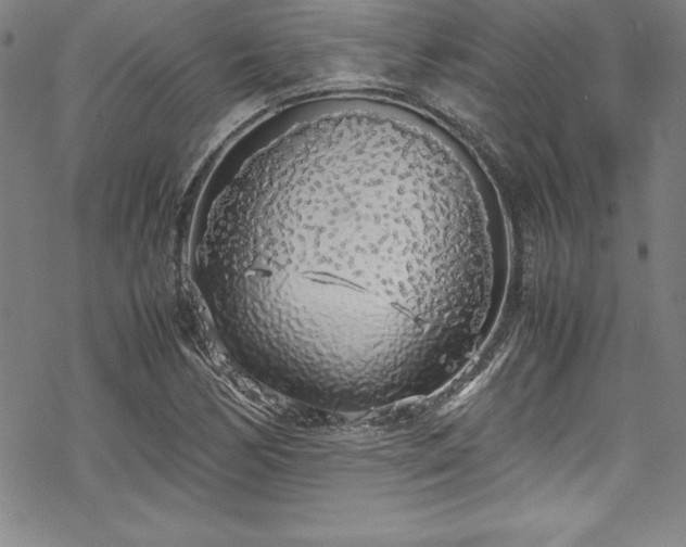 X0000069391170200605121204