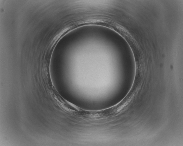 X0000069391177200605121203