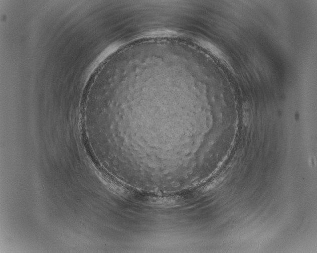 X0000069391229200605121203