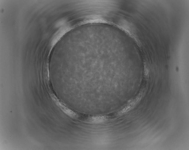 X0000069391274200605121202