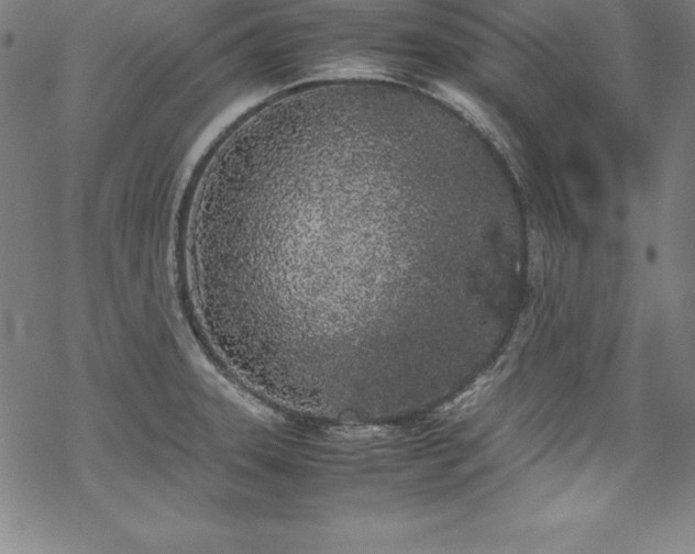 X0000069391331200605121201