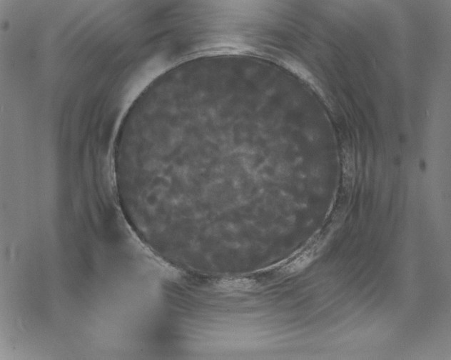 X0000069391466200605121159